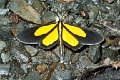 DAYFLYING MOTH (Black & Yellow)